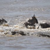  The Serengeti, TZ